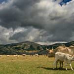 Quote latte: Sesto giorno di protesta ad oltranza davanti alla Regione