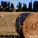 Agricoltura: Istat, cresce l’uso dei fitofarmaci nel settore cerealicolo