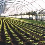 Venerdì 06 Novembre 2009: i florovivaisti ringraziano Luca Zaia