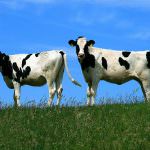 Crisi del latte: L'Aiab chiede all'Ue di cambiare strategia