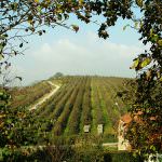 Trentino Alto Adige: Presentato un modello di "frutteto sostenibile"