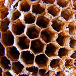 Miele: L'Unaapi chiede al Ministro Zaia di rendere pubblico lo stato di salute delle api