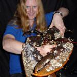 Gran Bretagna: catturato "Claws", un astice gigante di 100 anni