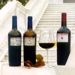 Vendemmia: Candia dei Colli Apuani, la grande annata