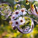 La Green Economy piace ai viticoltori siciliani