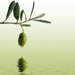 L'olio extra vergine di oliva, alimento dietetico ed anticancro