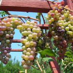 Questione di DNA: ecco il vino OGM anti parassiti