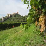 Soave Versus 2009: il Nord America guarda al Soave