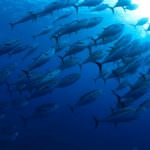 Pesca: Per Zaia il Tonno rosso non è una specie in via d'estinzione
