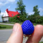 Alla World Seed Conference di Roma viene sostenuto il bisogno degli Ogm contro la fame nel mondo