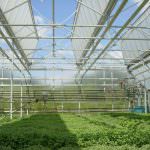 Serre a rischio chiusura, senza l'"accisa zero" è aumento record per il gasolio agricolo (più 35 per cento)