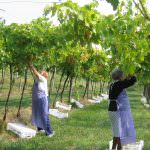 Da oggi si vendemmia in Champagne