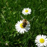 Boom dei consumi per il miele