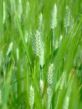 Oregon, lo strano caso del frumento OGM