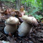 Raccolta funghi - Attenzione a raccogliere quelli "giusti"