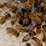 Agricoltura: La sospensione dei neonicotinoidi sarà prorogata per l'anno agricolo 2010