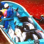 Giappone, un mare rosso sangue: ecco il massacro di delfini e balene