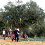 Trentino: Raccolta della frutta in sicurezza