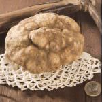 Cina, Marocco e Spagna: l'invasione dei tarocchi contro il tartufo bianco