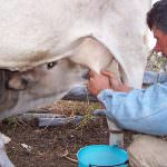 Quote latte: La Fisher Boel rilancia, ma ancora non basta