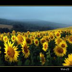 Mipaaf: Zaia da il via alla riorganizzazione tagliando i costi