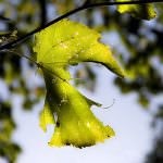 La Cia lancia l'allarme grandine