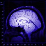 Cellule staminali: entrano dal naso, riparano il cervello