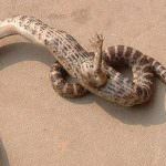 Cina, trovato serpente con una zampa artigliata