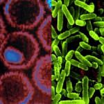 Dalla soia il super adiuvante per vaccini