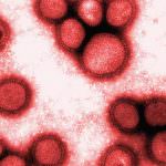 Influenza A. I medici: "la mutazione non deve allarmare"