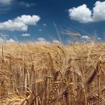 Inflazione: L'agricoltura tiene a freno la "corsa" dei listini alimentari