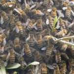 Confagricoltura: Insufficienti gli interventi a sostegno della maiscoltura