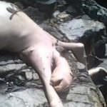 Panama: ecco la creatura uscita dalle acque