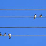 Arriva l'autunno e le rondini restano confuse