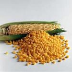 Agricoltura: Prima la pioggia, ora il killer del mais...