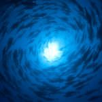 Pesca: I Paesi del Mediterraneo fanno blocco contro l'iscrizione del tonno rosso nella lista delle specie a rischio di estinzione