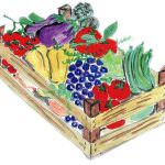 La lunghezza delle zucchine: da inutile burocrazia a baluardo della qualità