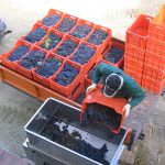 Vivi la vendemmia in Casentino 3: fai un salto a PoggioTondo per la vendemmia