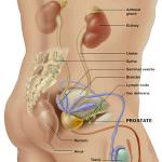 Cancro alla prostata: ecco il nuovo test salva-vita