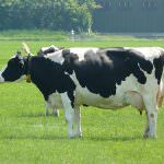 Cina, il governo crea mucca OGM per produrre latte "umano"