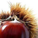 XIII Festa della Castagna e del Vino Novello