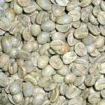 La speranza nella tazza: il caffè verde consuma grassi e zuccheri