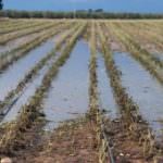 Maltempo: Coldiretti, salgono a 15 vittime nubifragi, calamità nei campi