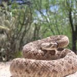 Roma, caccia al serpente a sonagli