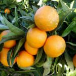 Maltempo: Coldiretti, clementine di Calabria IGP sott'acqua