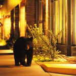 Colorado: gli orsi invadono Aspen