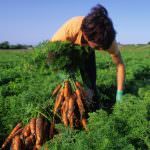 Cia: "Aumentare le ispezioni per combattere il lavoro nero"