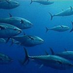 Tonno, ecco le ricette sostenibili di Greenpeace