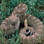 Roma, catturato il serpente a sonagli