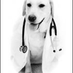 Dottori animali: curano il cuore, stimolano la mente